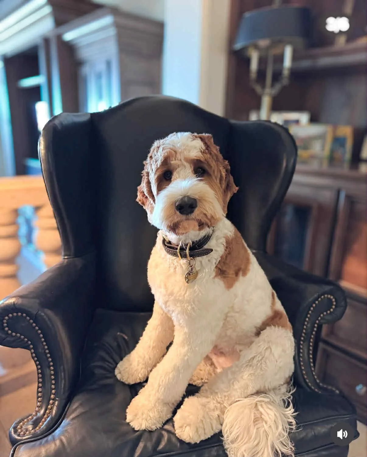 OUR LITTERS — WELCOME HOME DOODLES Multigeneration Australian